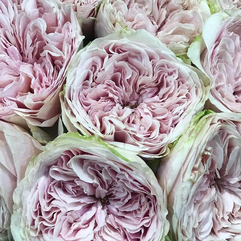 Впервые в Новосибирске! Розы, за которыми охотятся все!