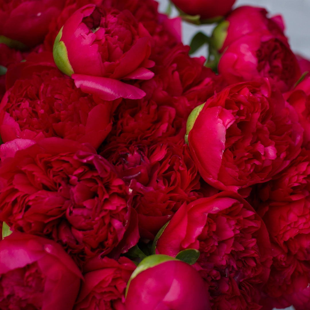 Сезон чудесных ПИОНОВ !