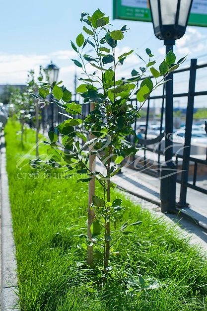 Мы озеленили Сбербанк!