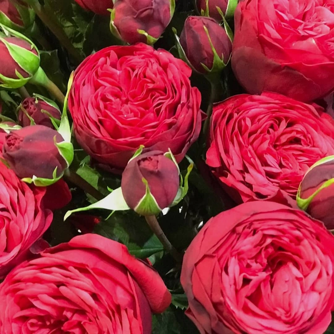 Впервые в Новосибирске! Розы, за которыми охотятся все!