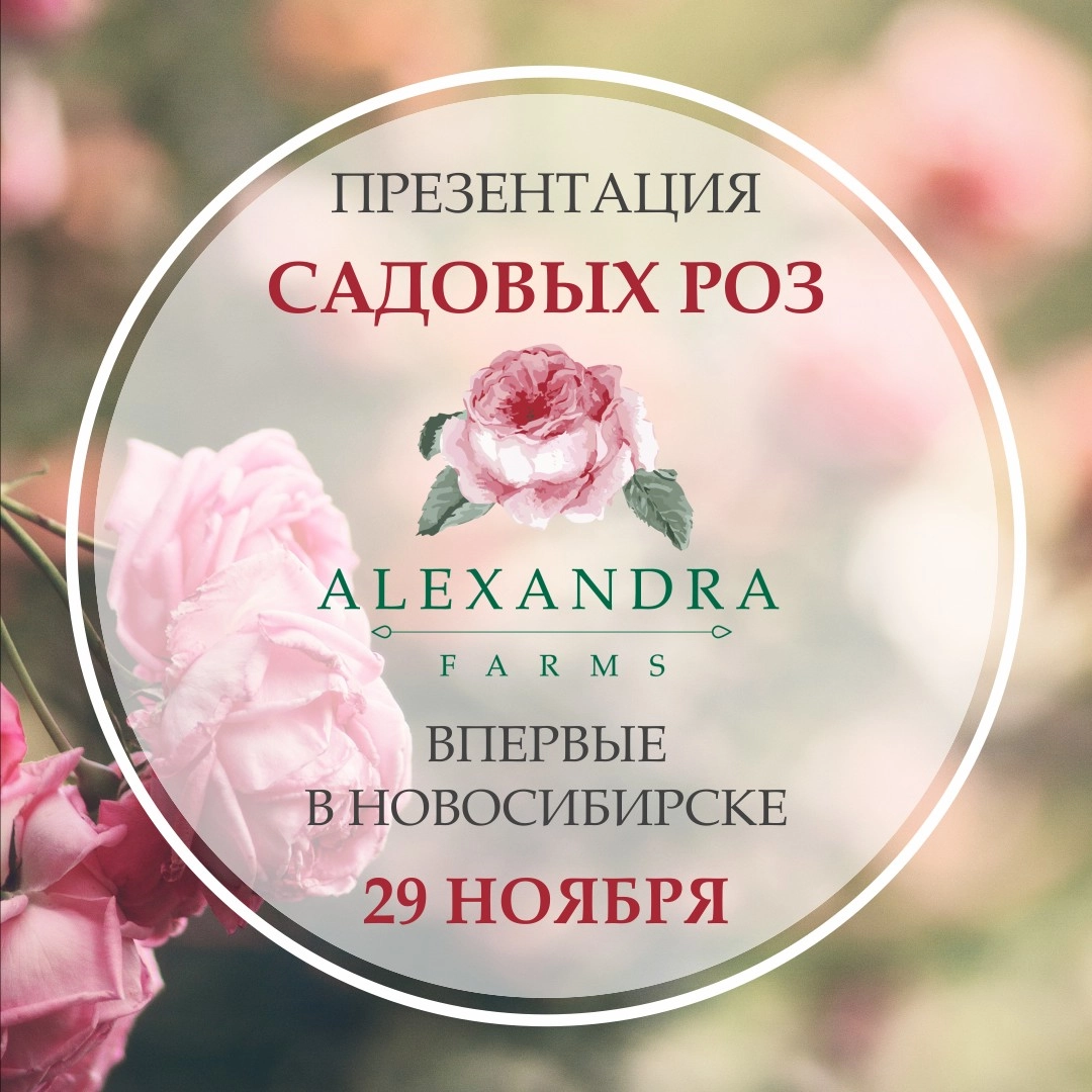 Впервые в Новосибирске! Розы, за которыми охотятся все!