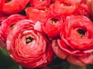 Лютики, сирень и ландыши!