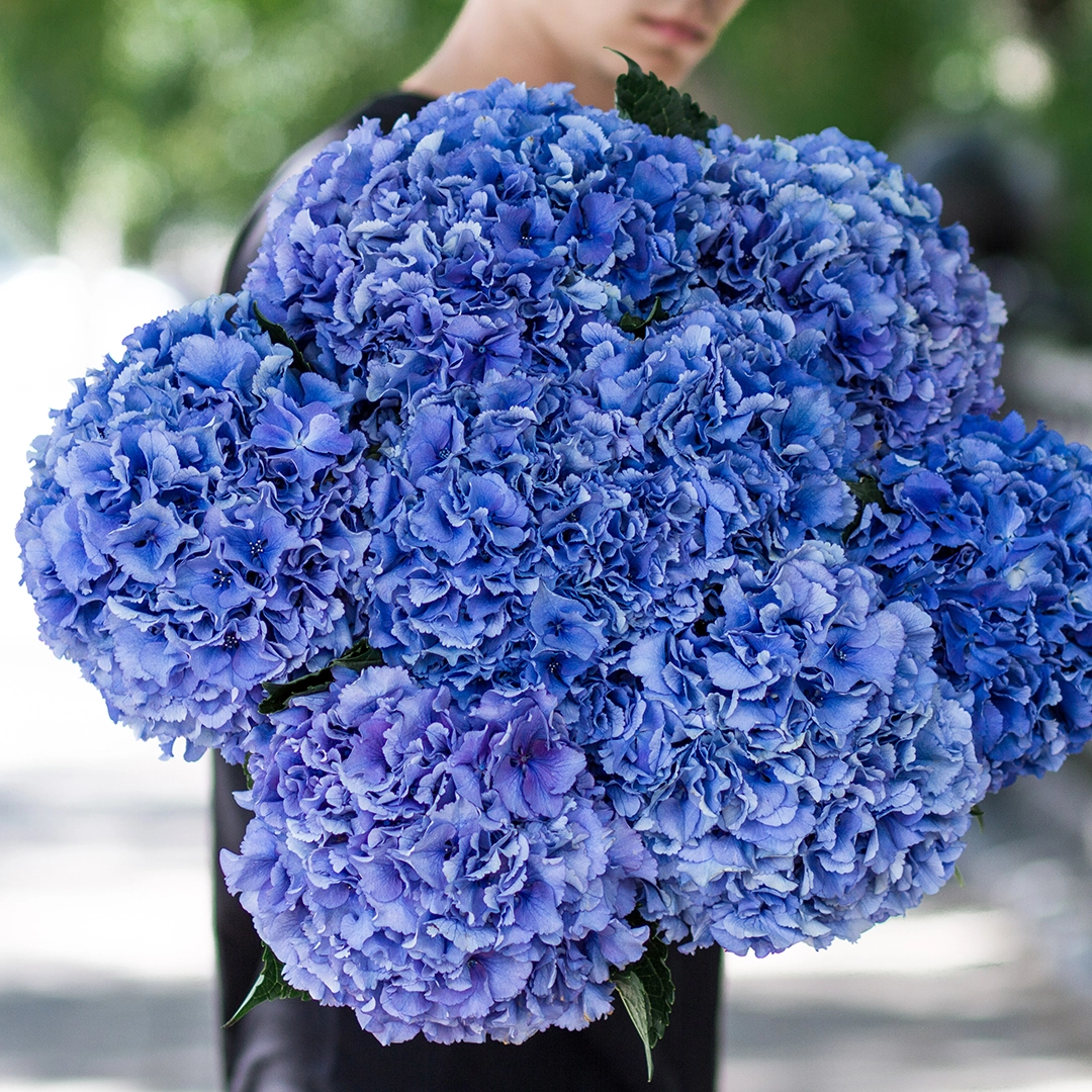 ГОРТЕНЗИЯ, НУ ЧТО С ТОБОЙ ДЕЛАТЬ?