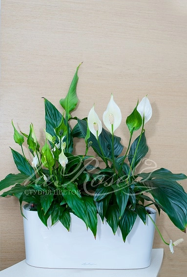 Мы озеленили Сбербанк!