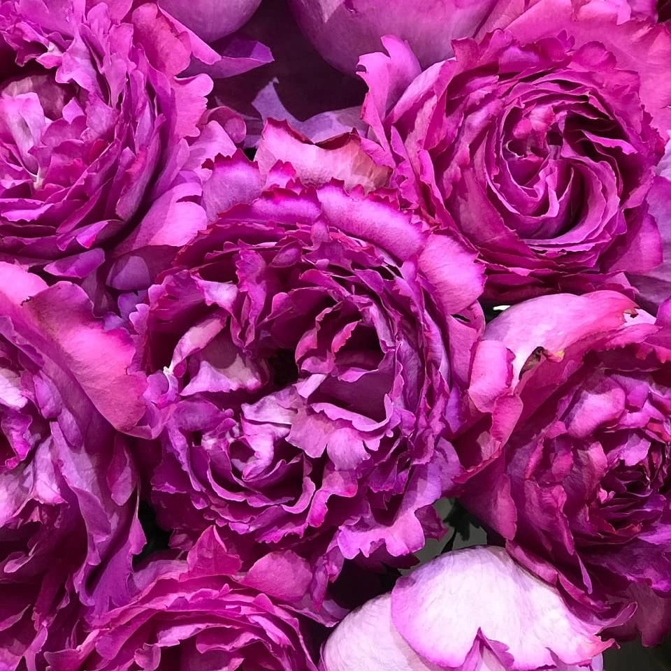 Впервые в Новосибирске! Розы, за которыми охотятся все!