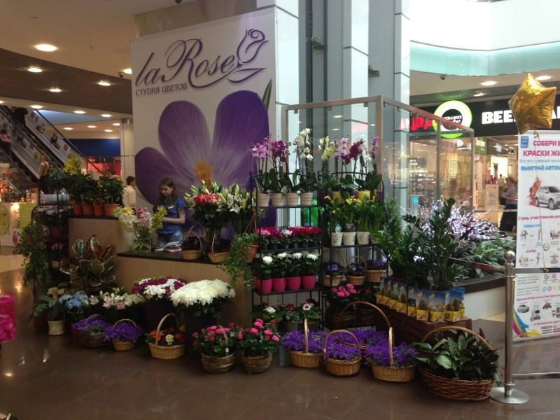 Мы открыли точку по продаже горшечных растений!