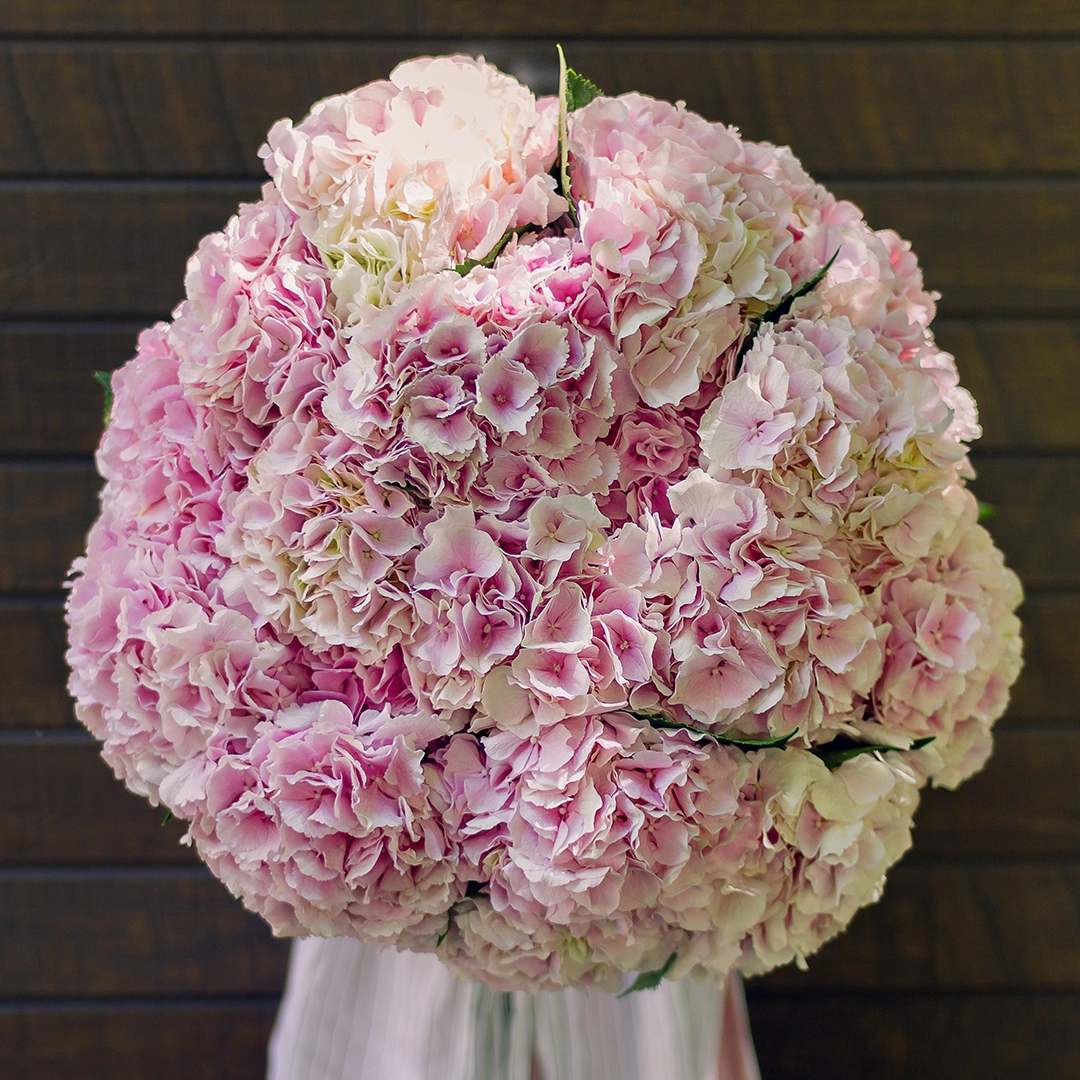 ГОРТЕНЗИЯ, НУ ЧТО С ТОБОЙ ДЕЛАТЬ?