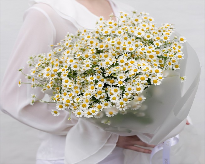 Ромашки вечной любви