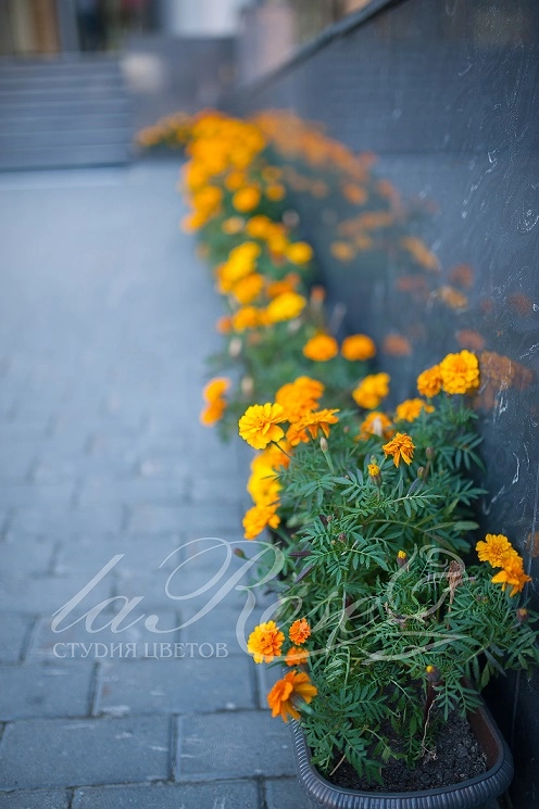 Мы озеленили Сбербанк!