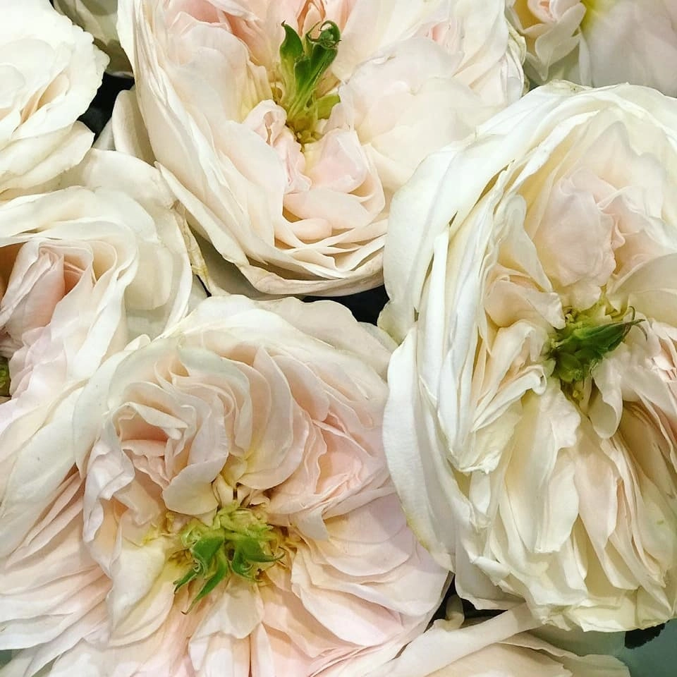 Впервые в Новосибирске! Розы, за которыми охотятся все!