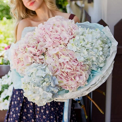Букет Гортензия в упаковке